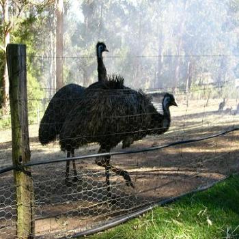 <b>Alpaca Farm, Denmark (near Albany)</b>