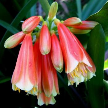 <b>HRJn08 Clivia bells Kate/Sydney</b>