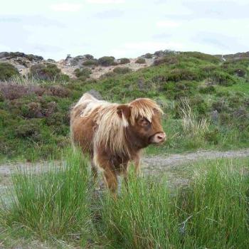 <b>Highland calf - Scotland</b>