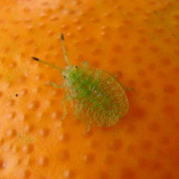 <b>7684 bug on seville orange 5x3mm Hawkesbury River NSW Sept'08 Kate/Sydney</b>