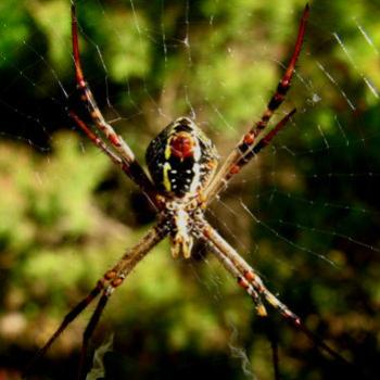 9131  underside  St Andrew's Cross Spider   Argiope Keyserlingi   Araneidae Sydney Kate/Sydney