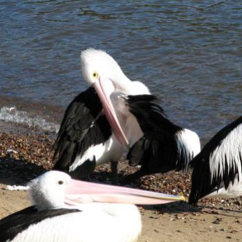 3822  preening Kate/Sydney