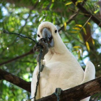 <b>9616 Cockatoo eating Party lights Sydney Kate/Sydney</b>