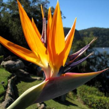 <b>3951 bird of paradise Kate/Sydney</b>