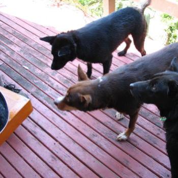 <b>9072 3 Kelpies waiting for ball Hawkesbury River Sept'08Kate/Sydney</b>