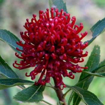 <b>8329 Waratah Telopea speciosissima Proteaceae NSW State flower (Australian Native) Hawkesbury River Sept'08Kate/Sydney</b>