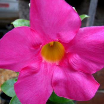 <b>4238 Mandevilla sanderi red Brazillian jasmine Sydney May'08 Kate/Sydney</b>