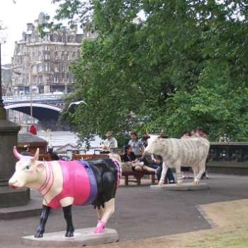 <b>Edinburgh cow parade.</b>