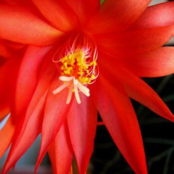 9487  Christmas Cactus  Schlumbergera Sydney Kate/Sydney