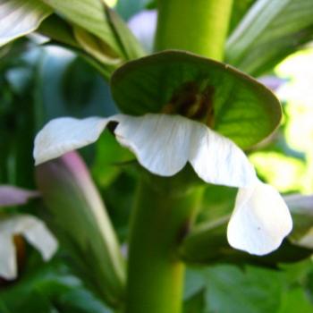 <b>8336 Oyster plant Bears foot Acanthus mollis Acanthaceae Hawkesbury River Sept'08Kate/Sydney</b>