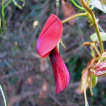 8345 Dusky Coral Pea Kennedia rubicunda Fabaceae (Native Flower) Hawkesbury River Sept'08Kate/Sydney