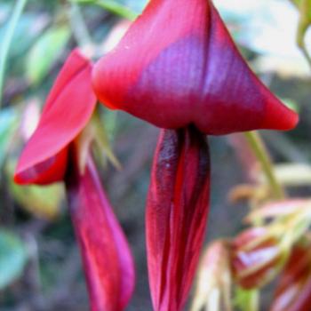 <b>8343 Dusky Coral Pea Kennedia rubicunda Fabaceae (Native Flower) Hawkesbury River Sept'08Kate/Sydney</b>