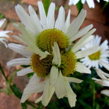 <b>9329 conjoined heads by three Shasta Daisy Sydney Kate/Sydney</b>