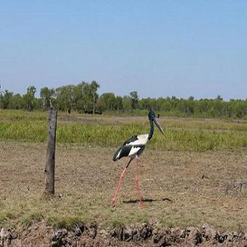 Jabiru in Northern Territory, Anne Albany