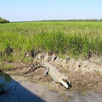 <b>Crocodile in Northern Territory, Anne Albany</b>