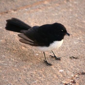 <b>5460 Willy Wagtail, Lake Albert, Wagga Wagga, Oct'09 Kate/Sydney</b>