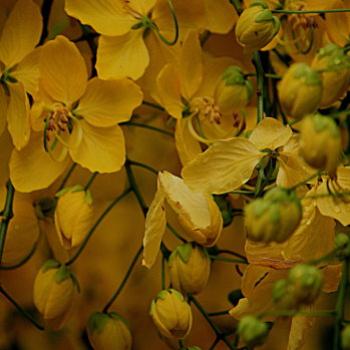 4939    Cassia Cascara,  Golden shower,  Indian laburnum, C fistula Fabaceae. Kate/Sydney