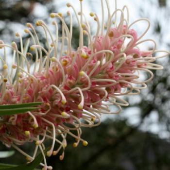 <b>1305 Grevillea 'Pink Surprise' hybrid, Proteaceae, Hawkesbury River Oct'10, Kate/Sydney</b>