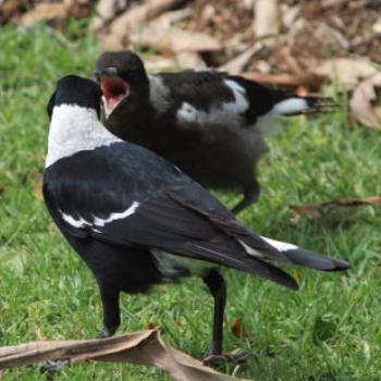 2065  Australian Magpie,  Gymnorhina tibicen,  Artamidae, Passeriformes, Sydney Botanic Gardens, Oct'09, Kate/Sydney 