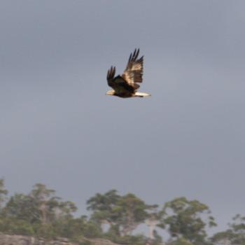 <b>3185 Juvenile White-bellied Sea-eagle, Haliaeetus leucogaster, Accipitridae, Hawkesbury R, NSW, 28th Dec'08 Kate/Sydney</b>