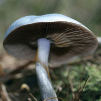 3763 blue toadstool - a fairy's umbrella, Hawkesbury R, 7th June'09 Kate/Sydney