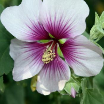 <b>7438 hibiscus, Ballarat, Victoria, 28th Oct'09 Kate/Sydney</b>