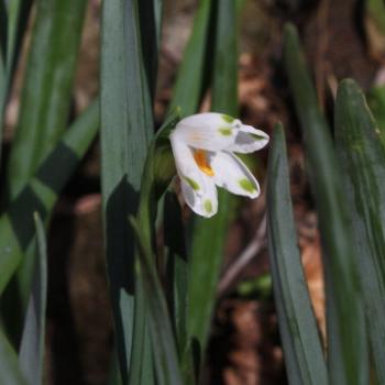 <b>9000 dainty snowflake, Leucojum vernum, Amaryllidaceae, 'Wychwood', Mt Wilson, Blue Mountains, 31st July'10 Kate/Sydney</b>