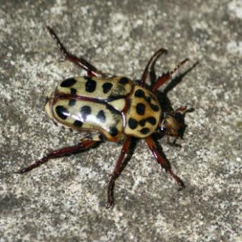 <b>9672 Flower beetle, Spotted Flower Chafer, Neorrhina punctatum ex Polystigma punctata, Scarabaeidae, 5th Dec'09, Kate/Sydney</b>