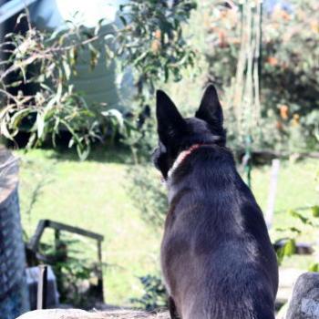 <b>7854 Ralph surveying his realm, Hawkesbury R, 9th Aug'09, Kate/Sydney</b>