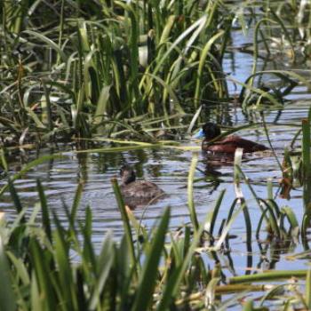 <b>7836 a pair of Blue-billed Ducks, Oxyura australis, Anatidae, Anseriformes, Lake Wendouree, Ballarat, Victoria, 29th Oct'09, Kate/Sydney</b>