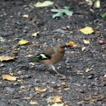 <b>4646 male Chaffinch, Fringilla coelebs, Fringillidae, Passeriformes, NZ Introduced bird, Arrowtown near Queenstown, Sth Is NZ, 21st Mar'10, Kate/Sydney </b>