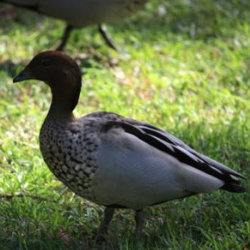 <b>9362 water bird, Male, Australian Wood Duck aka the Maned Duck or the Maned Goose, Chenonetta jubata, Anatidae, Anseriformes, Lane Cove National Park, Sydney, 1st Sept'09, Kate/Sydney</b>