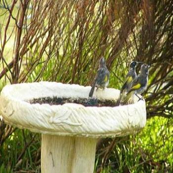 <b>Bath time for the birds</b>