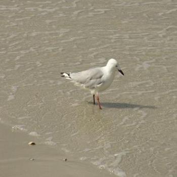 <b>Me and my shadow (Albany)</b>