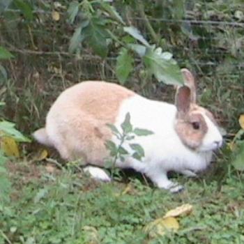 <b>Butterscotch, our loveable Dutch Bunny </b>