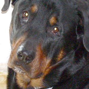 <b>Rocko the gentle rottweiler</b>