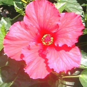 Hibiscus in full bloom