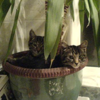 Plant Pot Cats! DJ & Soldier