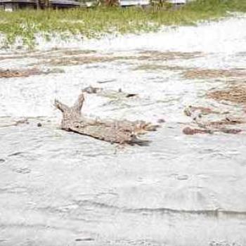 driftwood, Isle of Palms, SCarolina