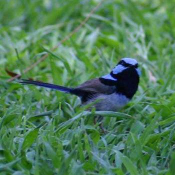 Blue Wren