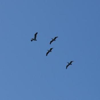 Pelicans flying.  Albany (Anne)