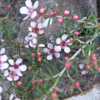 tea tree Kate/Sydney