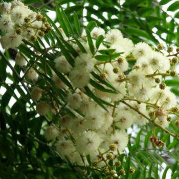 <b>Cedar wattle blossom</b>