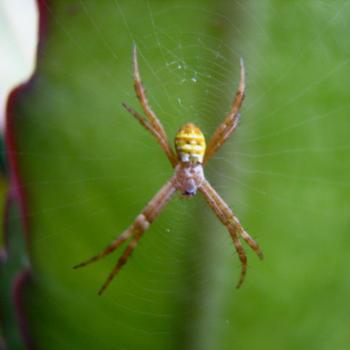 <b>little spider</b>