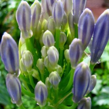 blue agapanthus