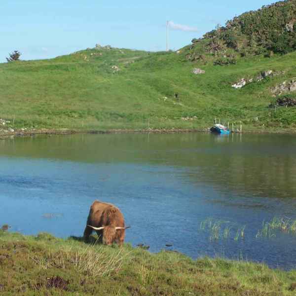 Highland Cattle Scotland