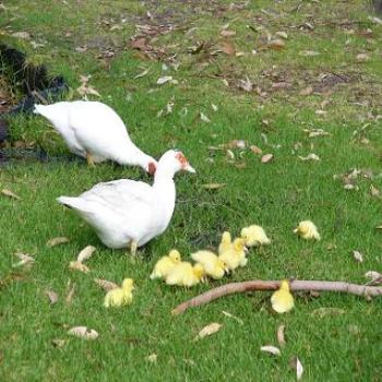 Newly hatched ducklings (Anne, Albany)