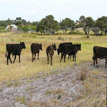 <b>Cows in the paddock instead of sheep! (Anne)</b>