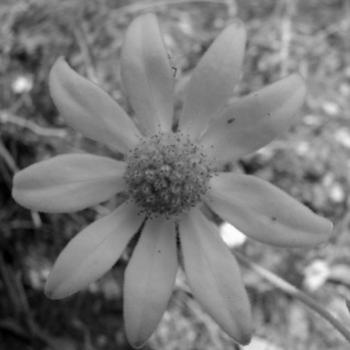 flannel flower Kate/Sydney