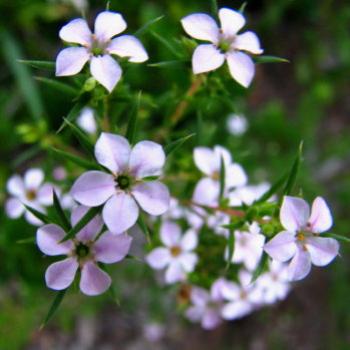 <b>SLJ08 Diosma Coleonema pulchrum Rutaceae Kate/Sydney</b>